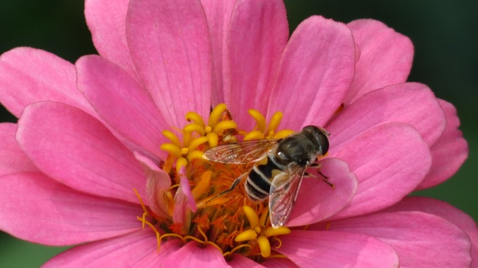 Bee Mimic