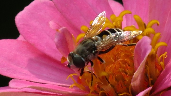 Bee Mimic