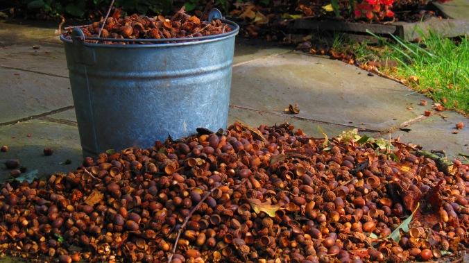 Just one of the acorns piles.