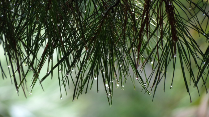 Lakeside Sand Pine Preserve