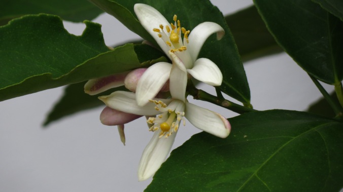 Meyer Lemon blossom.  At a moment like this, I wish the blog could be scratch and sniff.